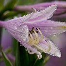 Hosta 1